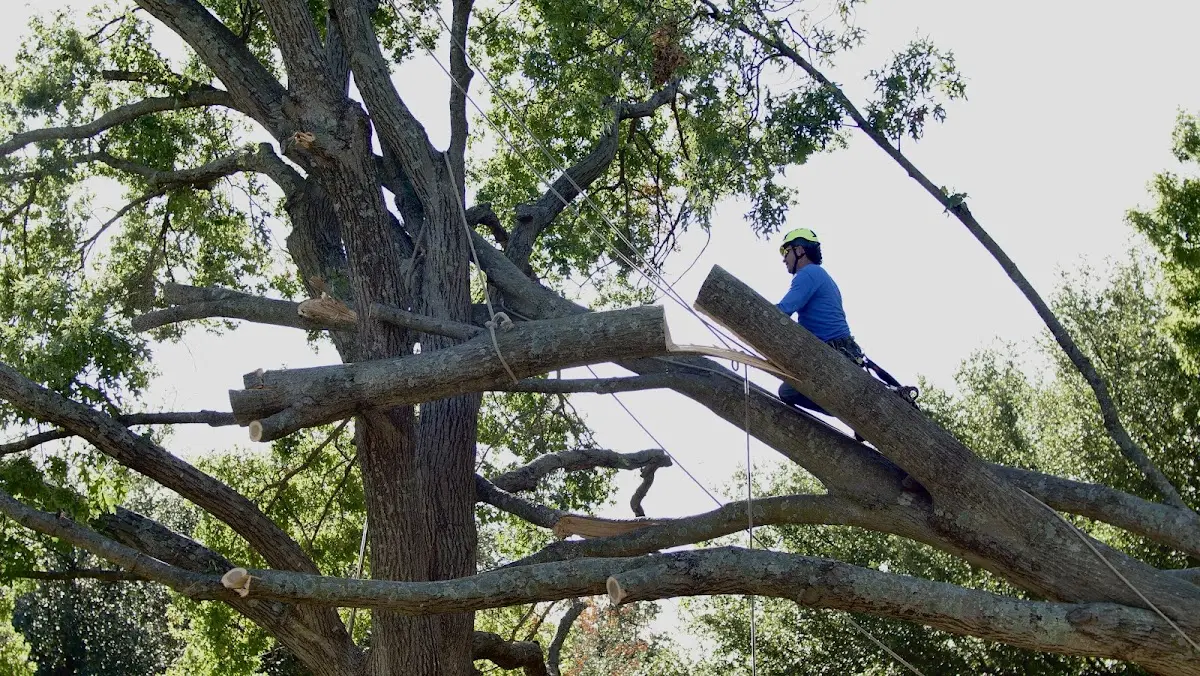 Professional Crown Thinning performed by certified arborists in Damascus